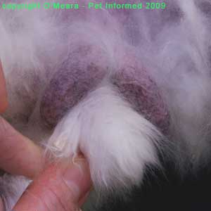 Sexing rabbits images - This is a close-up picture of the male rabbit's genital region. The thin-skinned, purple-coloured scrotal sacs are clearly visible.