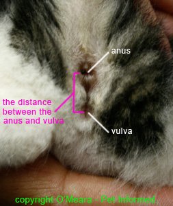 Female kitten sexing - image of female cat genitalia.