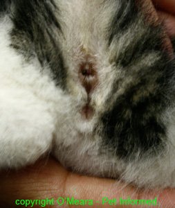 Genitals and anus of 3-week-old female kitten.
