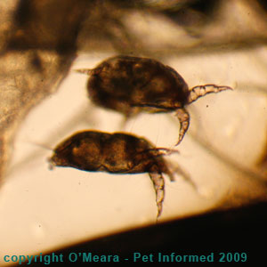 Ear mites in rabbits - live rabbit ear mites viewed from the side.