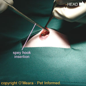 Feline spay procedure - A spay hook is inserted into the cat's abdominal cavity to hook and draw up the first uterine horn.