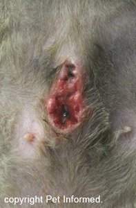 This is a spay site that has broken down because the cat pulled its skin sutures out.