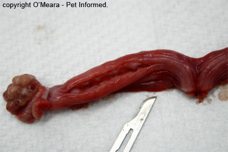 A uterus that has been removed from a recently-in-heat cat. The uterine wall has been cut to show you how thick these uterine walls are - they are very thickened and bleeds a lot when it is torn. Performing surgery on an in heat dog or cat is very risky.