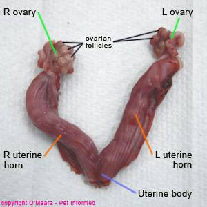 how long is a spay surgery for female dog