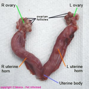 This is an image of a feline uterus that has been removed by cat spaying surgery.