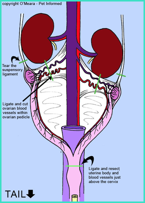 The sections of reproductive anatomy that are cut during dog spay surgery are indicated with green lines.