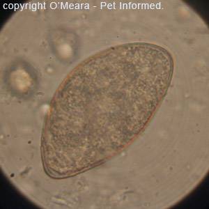 Fecal Flotation For Detecting Parasite Burdens In Faeces