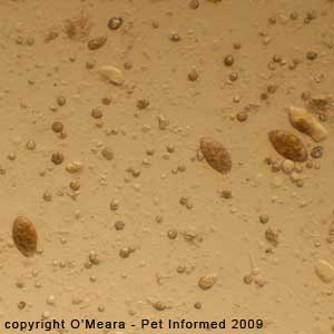 Fecal float parasite pictures - feline tapeworm eggs (Spirometra species).