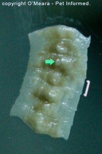 Feline parasite pictures - Close-up view of zipperworm tapeworm segments.