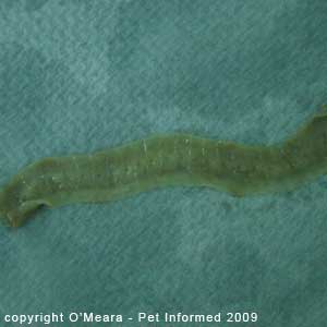 The ventral aspect of the feline tapeworm, showing off the tapeworm segments.