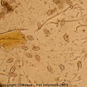 Fecal float parasite pictures - feline tapeworm eggs (zipperworm species).