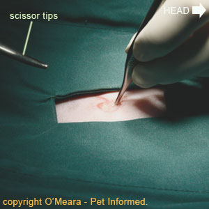 Feline spay image - The veterinary surgeon is removing some of the subcutaneous fat from the incision line region.
