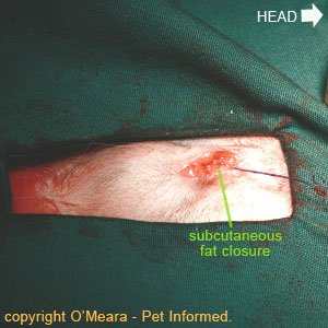 The subcutaneous fat layer (sub-q or SC layer) is closed to reduce dead space in dog spaying surgery.