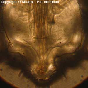 Lice photos - This is a picture of the sucking louse's mouth.