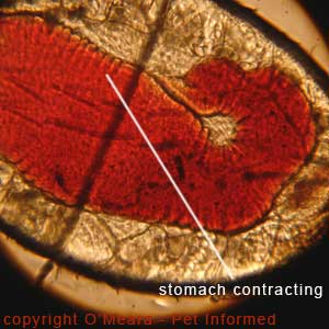 Lice  pictures - The louse's stomach wall is contracting and moving as it digests its blood meal.