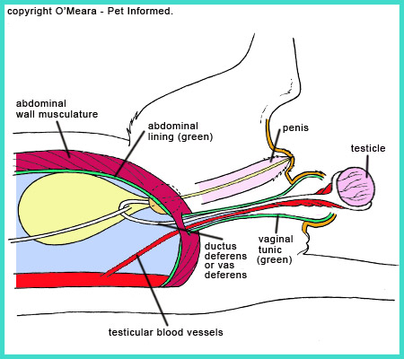 The first feline testis is pulled out through the hole in the scrotal skin.