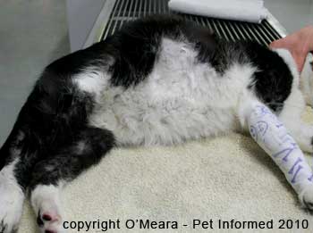 A swollen belly similar to cat pregnancy signs occurring in a cat with FIP fluid accumulation in its abdomen.