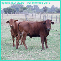 Cows can be an intermediate host for certain Taenia species.
