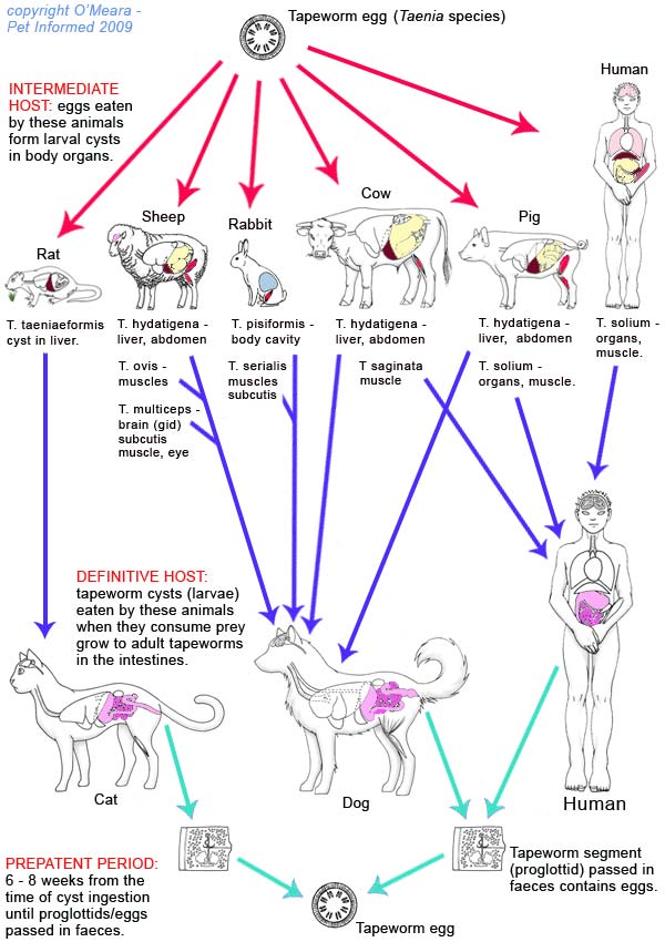 The life cycles of some of the different Taenia tapeworm species.