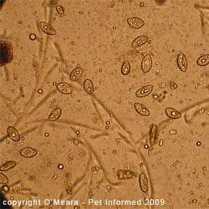 Fecal float parasite pictures - cat tapeworm eggs (zipper worm species).