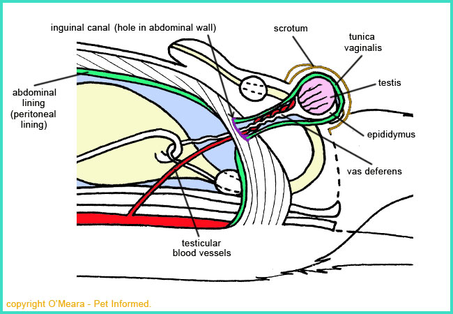 The reproductive anatomy of an entire male dog. You need to know this in order to neuter a male canine.