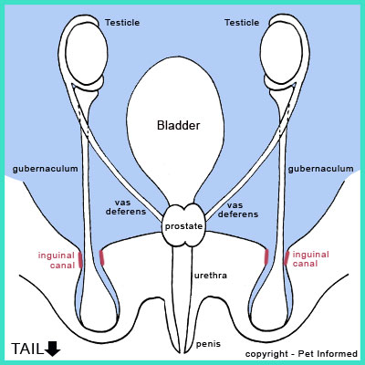 This is a picture of fetal anatomy, just prior to testicular descent. The process of testicular descent is important to know in order to understand cryptorchidism.