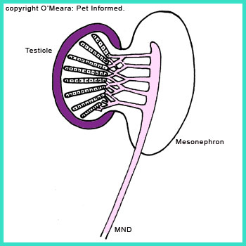 Cords of testicular cells unite with the filtration ducts (mesonephric tubules) of the original mesonephron kidney to form continuous ducts from the testicle to the mesonephric duct.