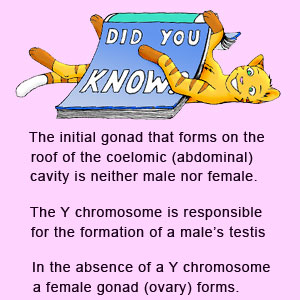 The initial gonad that forms on the roof of the embryonic abdomenal cavity is neither male or female. A Y chromosome is required to produce a testis in an embryo. In the absence of a Y chromosome, an ovary forms instead.