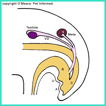 The testicles have formed, as has the third and final kidney.