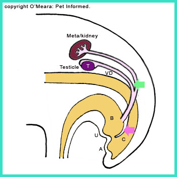The metanephron kidney enlarges and moves forwards towards the animal's chest. At the same time, the testicle, pulled by the gubernaculum, starts to move toward the animal's rear. The process of testicle descent has started.