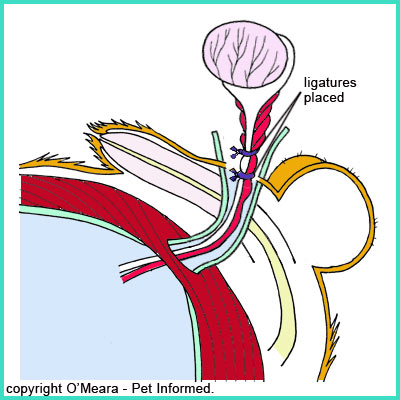 The blood vessels are tied closed prior to testicle removal in male dog castration surgery.