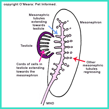 Some of the mesonephric kidney filtration ducts fuse with the cords of cells developing in the new testis. Together, these will become a series of testicular ducts that will drain into the main mesonephric duct and out into the bladder region.