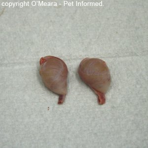 This is a picture of two feline testicles that have been removed by neutering (desexing) surgery.