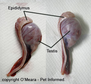 This is a picture of two canine testicles that have been removed by neutering (desexing) surgery.