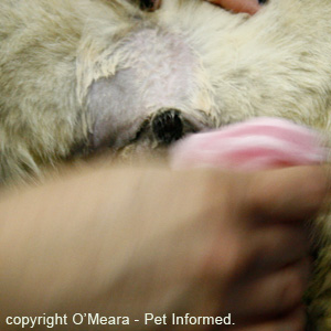 A tom cat's testicles being scrubbed and cleaned before a neuter procedure.