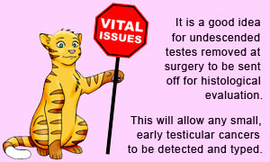 Following undescended testicle removal, cryptorchid testes (even if they appear to be small testicles) should be sent to the lab to rule out early testicle cancer.