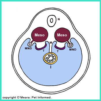 The testes start to form on the roof of the embryonic body cavity, close to (just inside of) the mesonephric kidneys.