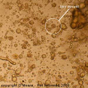 Fecal float parasite pictures - a feline coccidia oocyst of a different type and species.