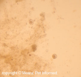Two Isospora canis oocysts seen at low power.