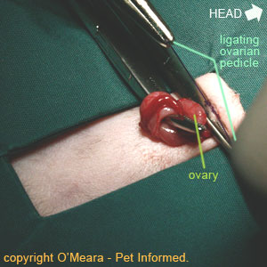 During cat spaying, the ovarian pedicle is ligated (tied off with sutures).
