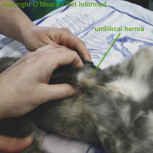 Cat with a congenital umbilical hernia.