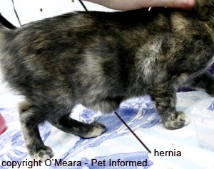 This is a cat with a large umbilical hernia. This complication can occur after spaying surgery.