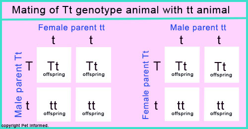 Square diagram showing the inheritance genetics of undescended testicles in canine puppies and feline kittens (dogs and cats).