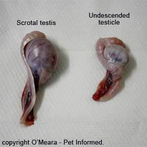 Testicle pictures. Notice how small and shrunken the cryptorchid testicle is compared to the scrotal testis.