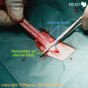 Spaying cats image - The two uterine horns are pulled caudally and the uterine body is clamped with hemostats.