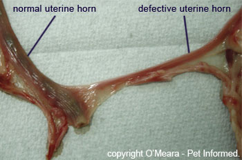 Spaying dogs - this dog underwent a spay procedure (uterus removal or ablation surgery) to remove a deformed uterus.