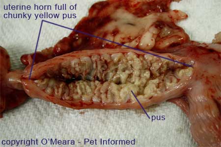 This is an infected dog uterus that has been cut open after dog spaying surgery, to reveal the infection inside. The insides are full of pus.