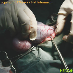 This is an image of a pregnant cat being spayed. It shows the massive uterine blood vessels supplying the fetuses.
