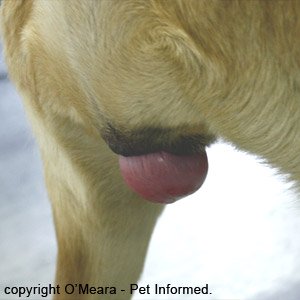 This is an image of a dog with vaginal hyperplasia or vaginal prolapse.