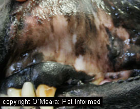 These are the pale, almost white, gums of a dog that was in severe shock as a result of excessive haemorrhage. This animal could have eaten rodenticide.